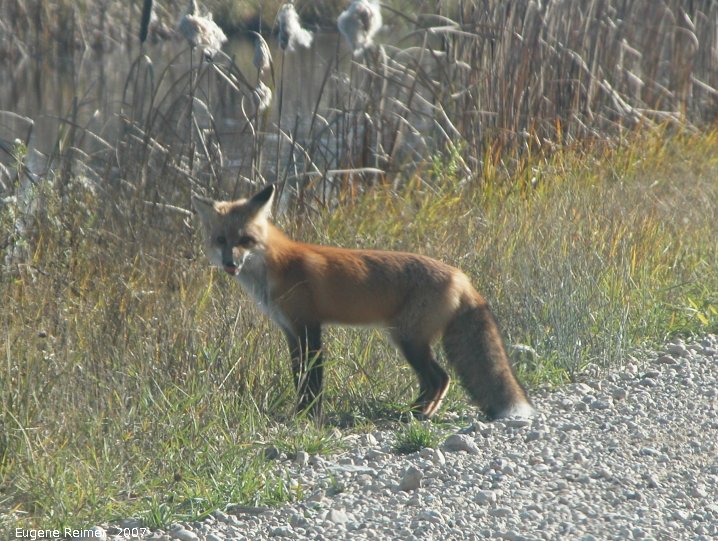 IMG 2007-Oct15 at PR308:&nbsp; Red fox (Vulpes vulpes)