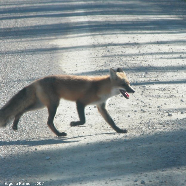 IMG 2007-Oct15 at PR308:&nbsp; Red fox (Vulpes vulpes)