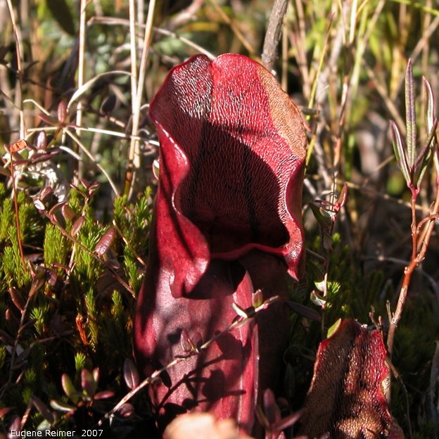 IMG 2007-Oct15 at PR308:&nbsp; Pitcher plant (Sarracenia purpurea) leaf