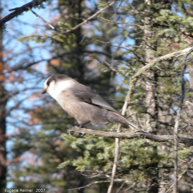 IMG 2007-Oct15 at PR308:&nbsp; Grey jay=Whiskeyjack (Perisoreus canadensis)