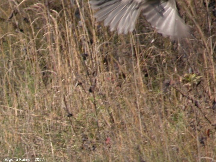 IMG 2007-Oct15 at PR308:  Grey jay=Whiskeyjack (Perisoreus canadensis) missed it in flight