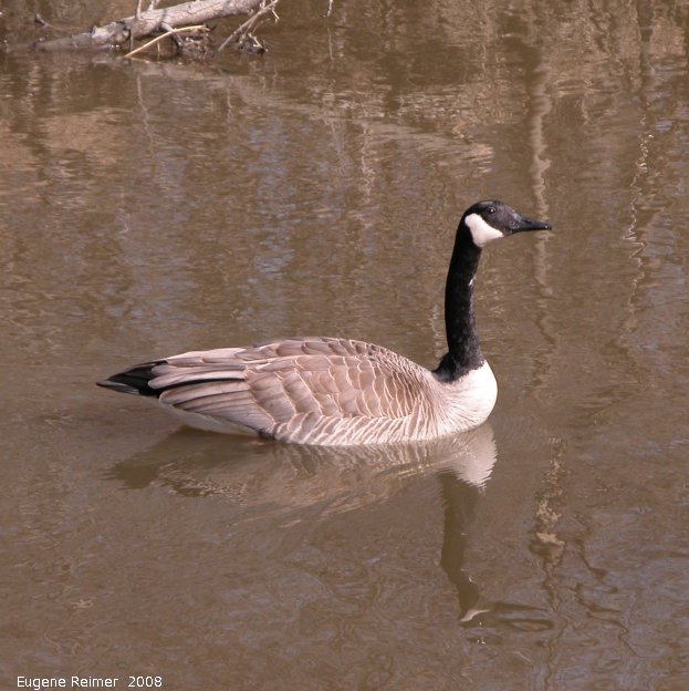 IMG 2008-Apr16 at SeineRiver near MorrowAve:  Canada goose (Branta canadensis)