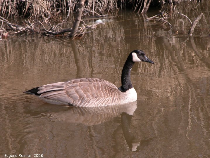 IMG 2008-Apr16 at SeineRiver near MorrowAve:&nbsp; Canada goose (Branta canadensis)