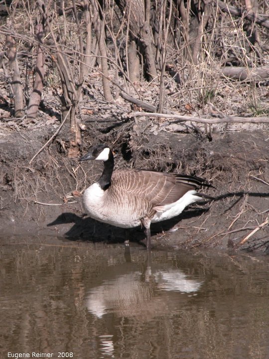 IMG 2008-Apr16 at SeineRiver near MorrowAve:&nbsp; Canada goose (Branta canadensis)