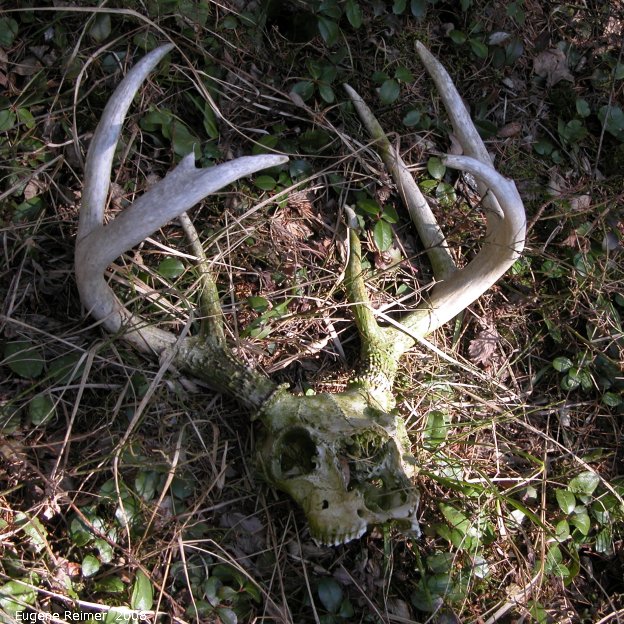 IMG 2008-May01 at the former Braintree Dump:&nbsp; White-tailed deer (Odocoileus virginianus) skeletal remains
