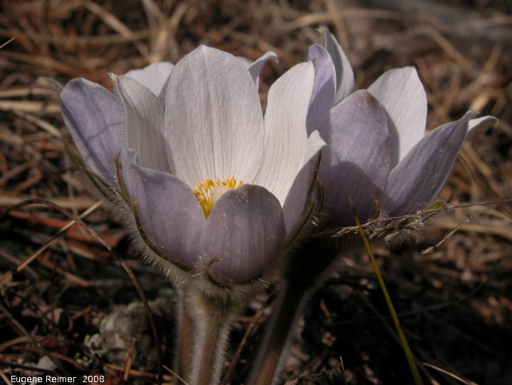 IMG 2008-May01 at Hadashville:&nbsp; Prairie crocus (Anemone patens)