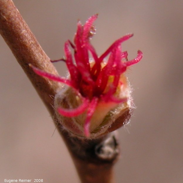 IMG 2008-May08 at Brokenhead Historic Village near Scanterbury:&nbsp; Beaked hazelnut (Corylus cornuta) female-flower