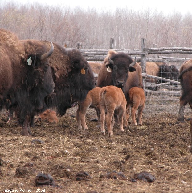 IMG 2008-May08 at BON Bison Ranch near Scanterbury:  Plains bison (Bison bison bison) mothers with calves