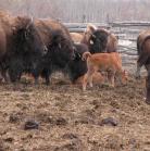 Bison: mothers with calves