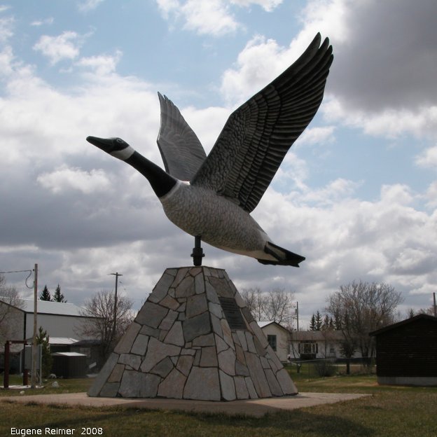 IMG 2008-May13 at Lundar:  the Lundar Canada goose (Branta canadensis)