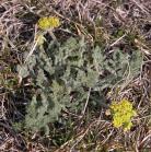 Hairy-fruited parsley=Lomatium foeniculaceum: