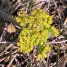 Hairy-fruited parsley=Lomatium foeniculaceum: closer