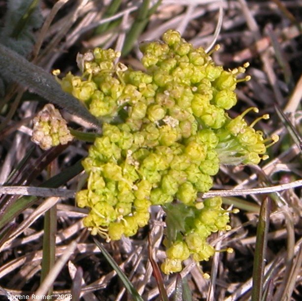 IMG 2008-May13 at Steeprock MB:  Hairy-fruited parsley (Lomatium foeniculaceum) closer