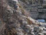 Crocus: on rocky slope at SteepRock