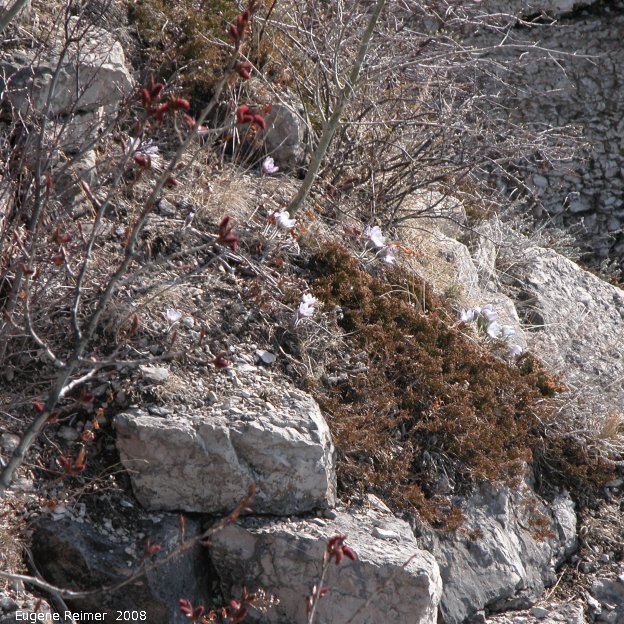 IMG 2008-May13 at Steeprock MB:&nbsp; Prairie crocus (Anemone patens) on rocky slope at Steep Rock