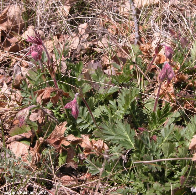 IMG 2008-May17 at Steeprock MB:&nbsp; Three-flowered avens (Geum triflorum)