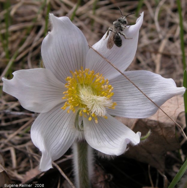 IMG 2008-May17 at Steeprock MB:  Prairie crocus (Anemone patens) with Halictid bee (Halictidae sp)?