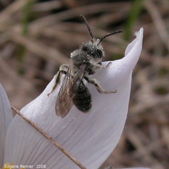 IMG 2008-May17 at Steeprock MB:  Halictid bee (Halictidae sp)? on Prairie crocus (Anemone patens) closer