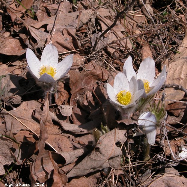 IMG 2008-May17 at Steeprock MB:&nbsp; Prairie crocus (Anemone patens)