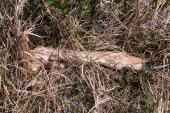 White-tailed deer: remains