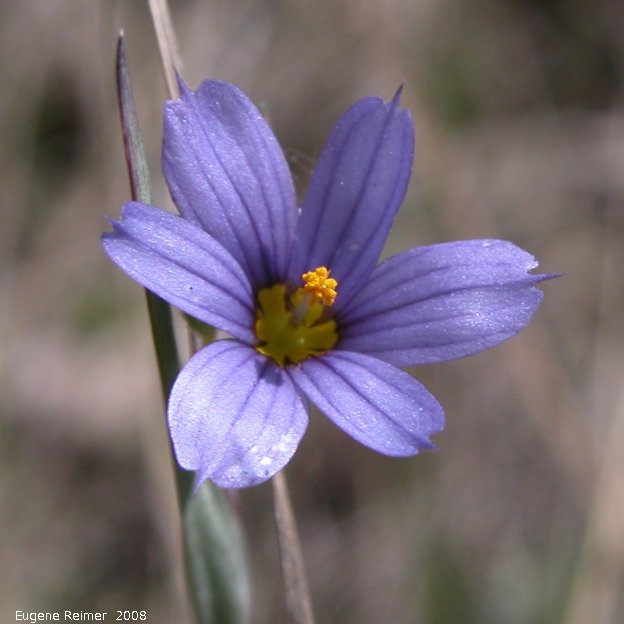 IMG 2008-Jun01 at Rat-River-Swamp (NCC-Sm-White-Event):  Blue-eyed grass (Sisyrinchium montanum) closeup