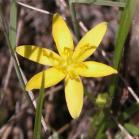 Yellow stargrass=Hypoxis hirsuta: