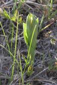 Small white ladyslipper=Cypripedium candidum: emerging