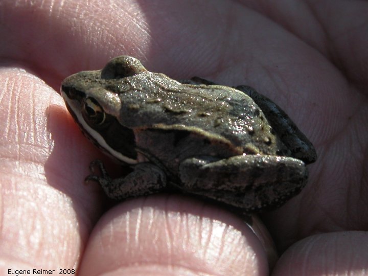 IMG 2008-Jun01 at Kleefeld:  Wood frog (Rana sylvatica)