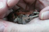 Wood frog=Rana sylvatica: red female