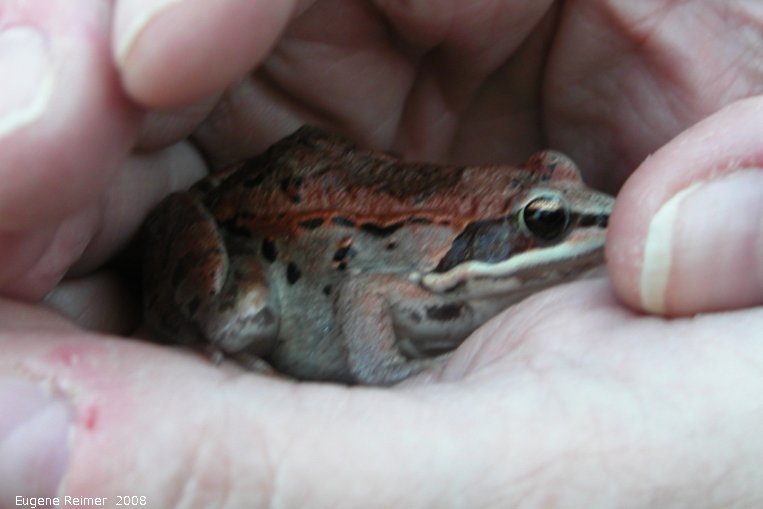 IMG 2008-Jun01 at Winnipeg:  Wood frog (Rana sylvatica) red female