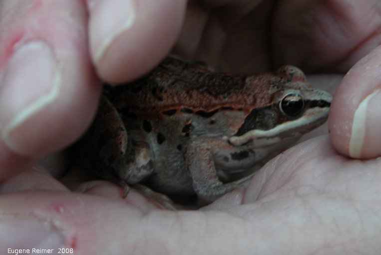 IMG 2008-Jun01 at Winnipeg:  Wood frog (Rana sylvatica) red female