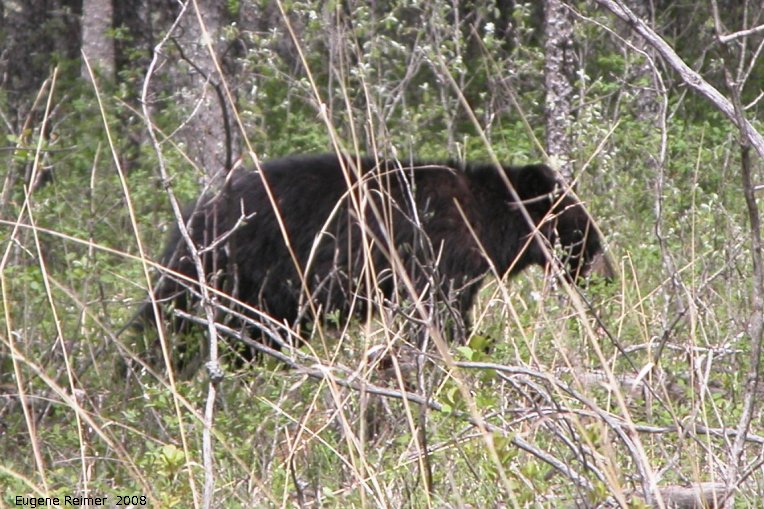 IMG 2008-Jun05 at PR203 near Carrick:  Black bear (Ursus americanus)