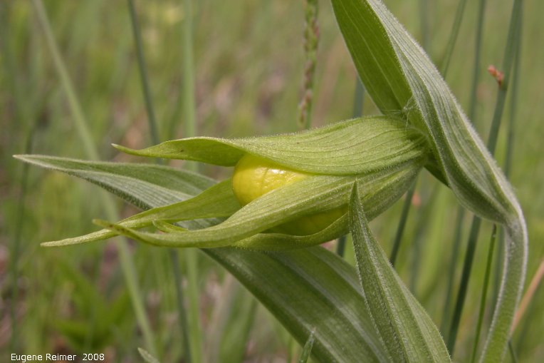 IMG 2008-Jun05 at Carrick:  Large-variety yellow ladyslipper (Cypripedium parviflorum var pubescens) bud