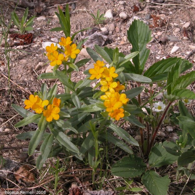 IMG 2008-Jun05 at Carrick:  Hoary puccoon (Lithospermum canescens)