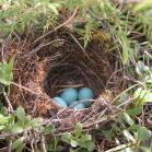 Wood thrush: eggs and nest