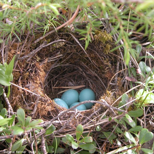 IMG 2008-Jun05 at near Sandilands and Bedford:  Wood thrush (Hylocichla mustelina) eggs and nest