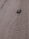 Painted turtle: with tracks