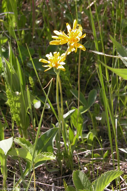 IMG 2008-Jun10 at RoseauRapidsRd:&nbsp; Tall false-dandelion (Agoseris glauca)