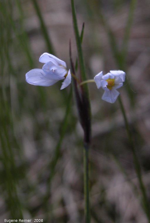 IMG 2008-Jun10 at near Woodmore:&nbsp; Blue-eyed grass (Sisyrinchium montanum) closed