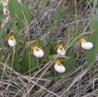 Small white ladyslipper=Cypripedium candidum: clump