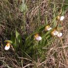 Small white ladyslipper=Cypripedium candidum: clump in sun