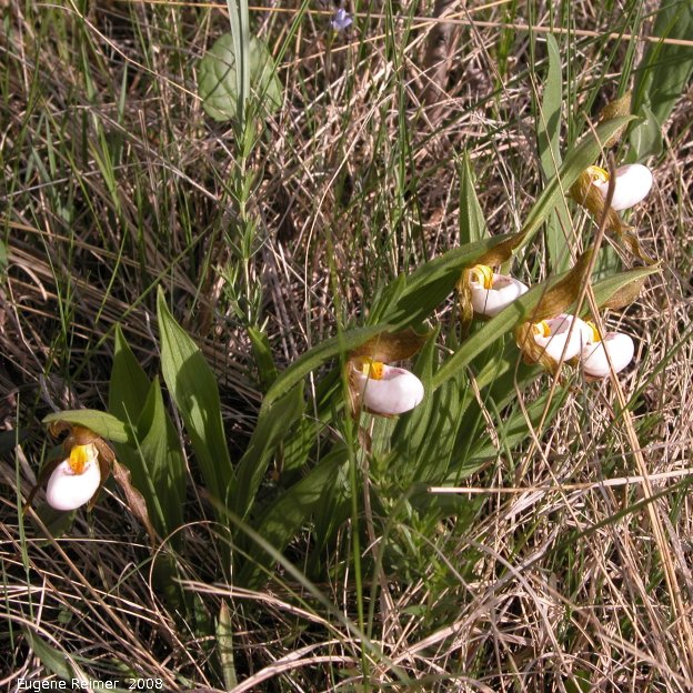 IMG 2008-Jun10 at near Woodmore:  Small white ladyslipper (Cypripedium candidum) clump in sun