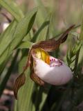 Small white ladyslipper=Cypripedium candidum: