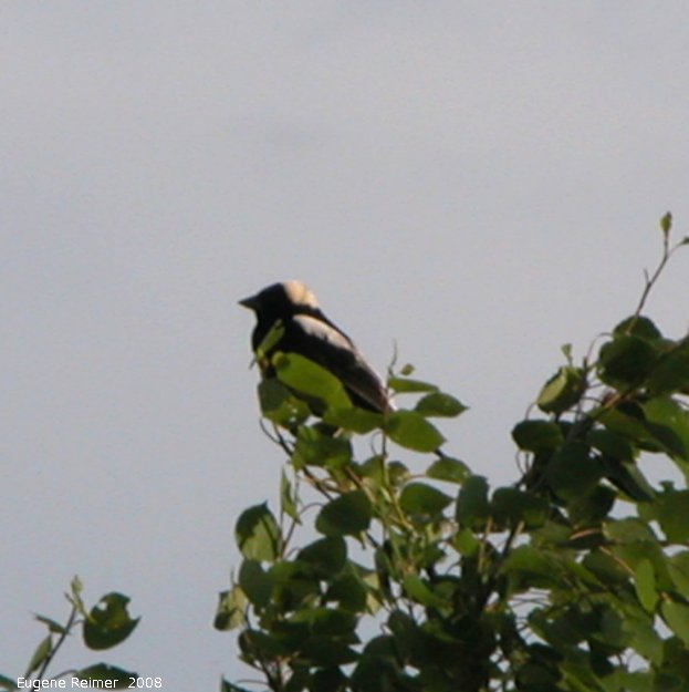 IMG 2008-Jun10 at RoseauRapidsRd:&nbsp; Bobolink (Dolichonyx oryzivorus) bad