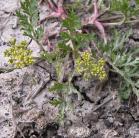 Mountain spring parsley=Cymopterus montanus: