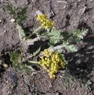 Mountain spring parsley=Cymopterus montanus: