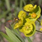 2008jun12 at MountNebo:  Syrphid-fly on LeafySpurge