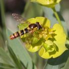 Syrphid-fly: on LeafySpurge