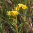 Hoary puccoon=Lithospermum canescens: possibly Narrow-leaved puccoon=Lithospermum incisum flowers