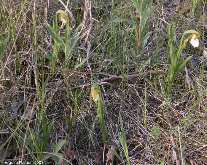 IMG 2008-Jun12 at near Carman:  Small white ladyslipper (Cypripedium candidum) clump